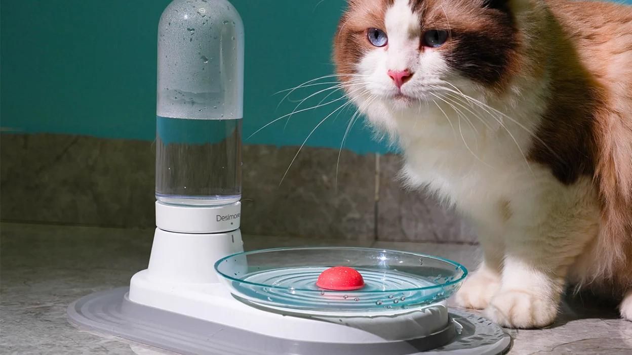 How To Use A Cat Water Fountain