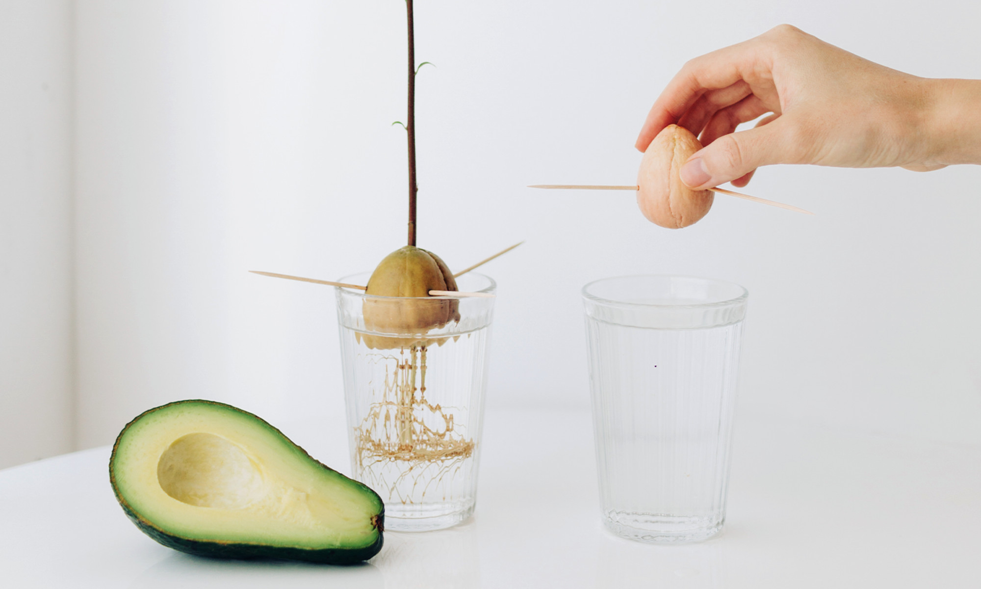 How To Use Avocado Seed