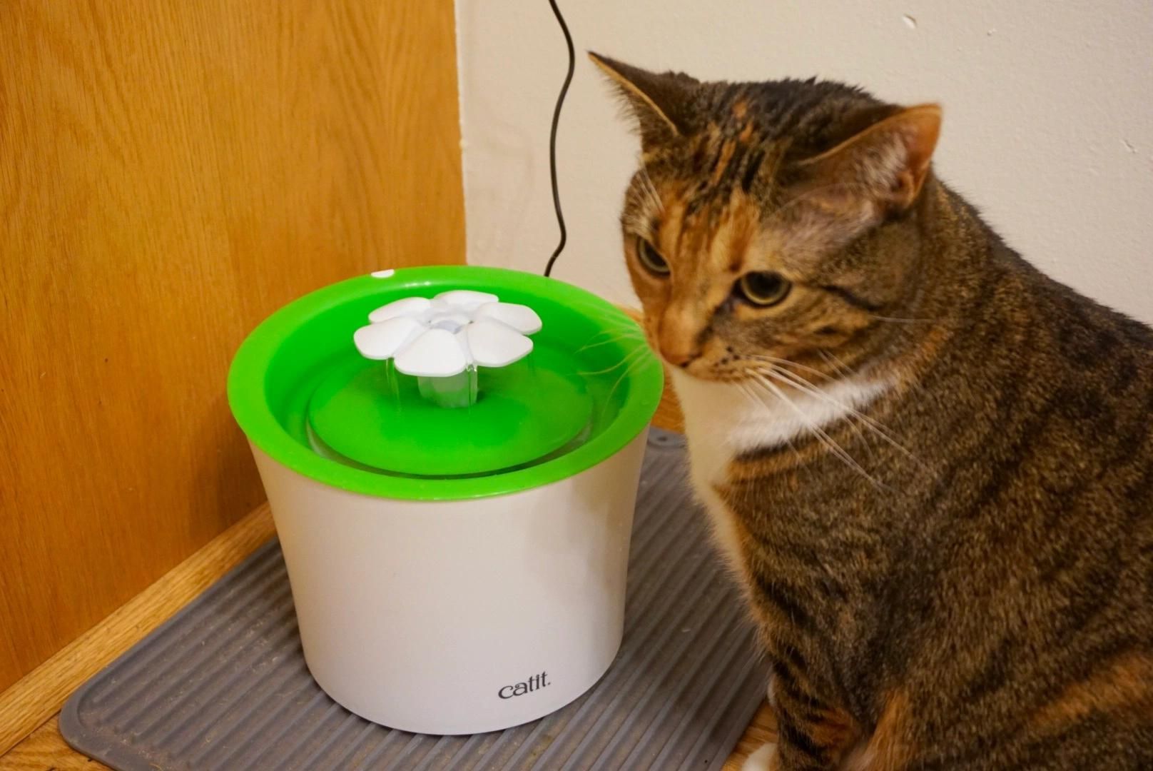 How To Use Catit Water Fountain