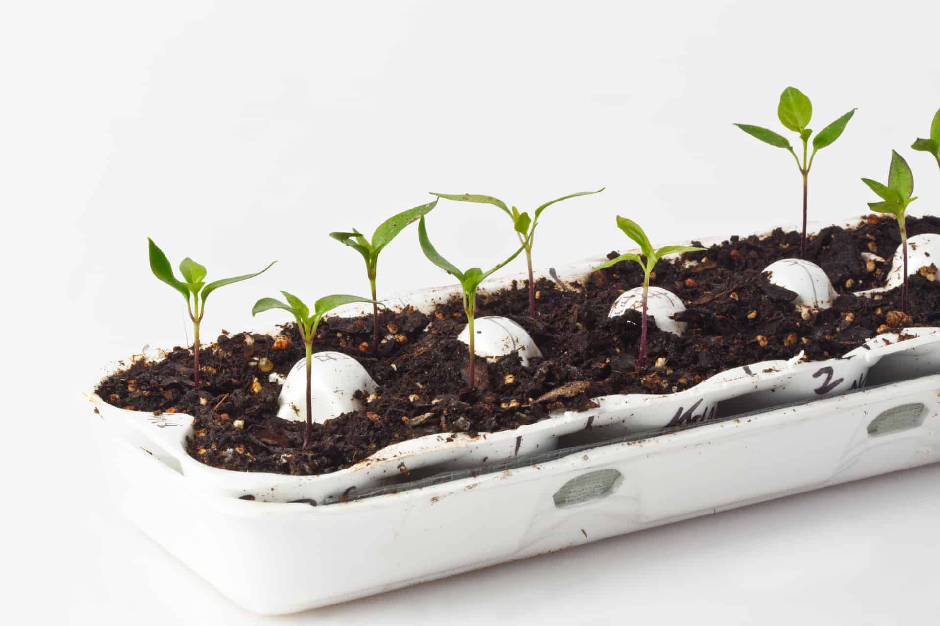 How To Use Egg Cartons To Start Seeds