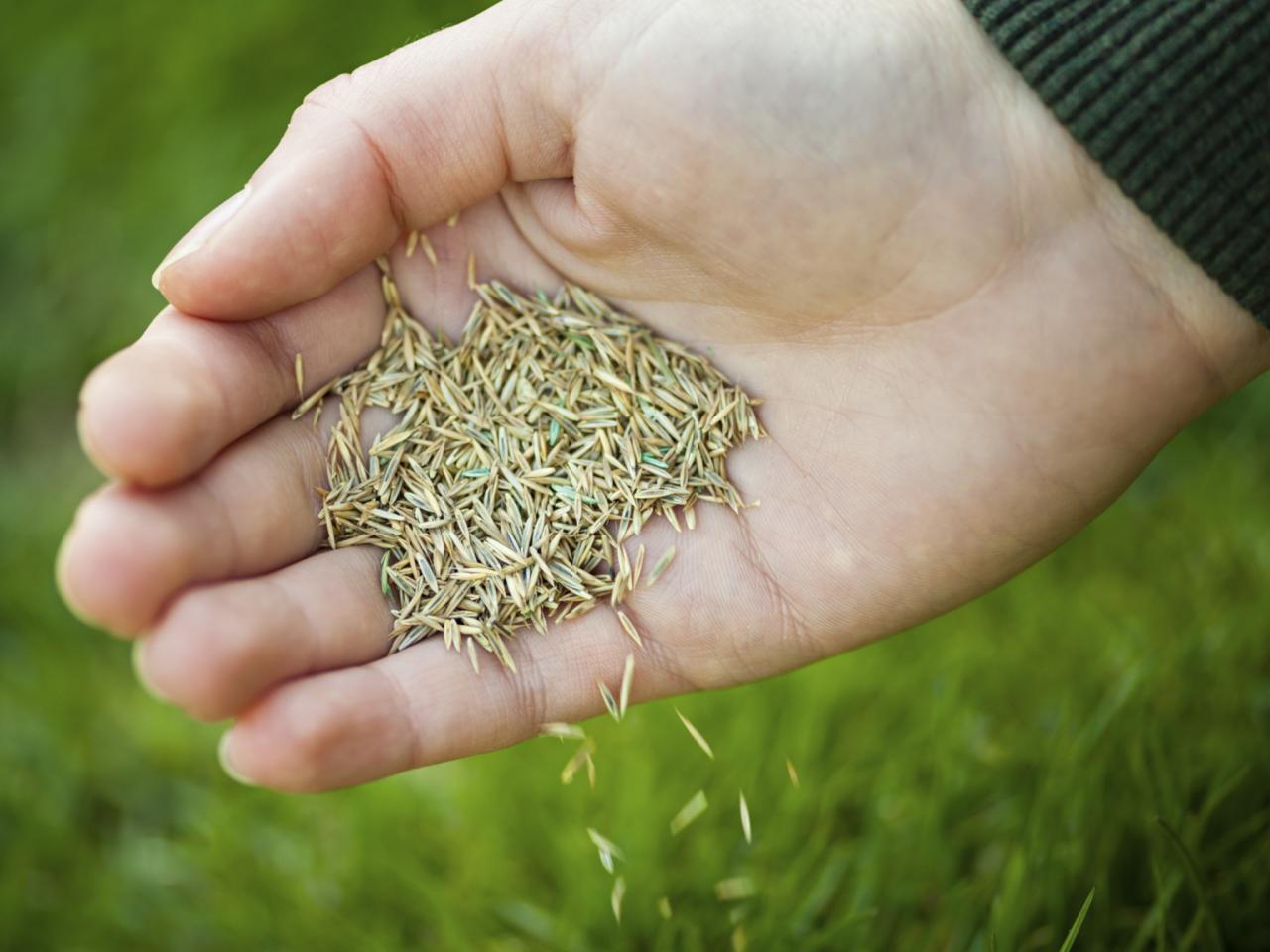 How To Use Grass Seeds