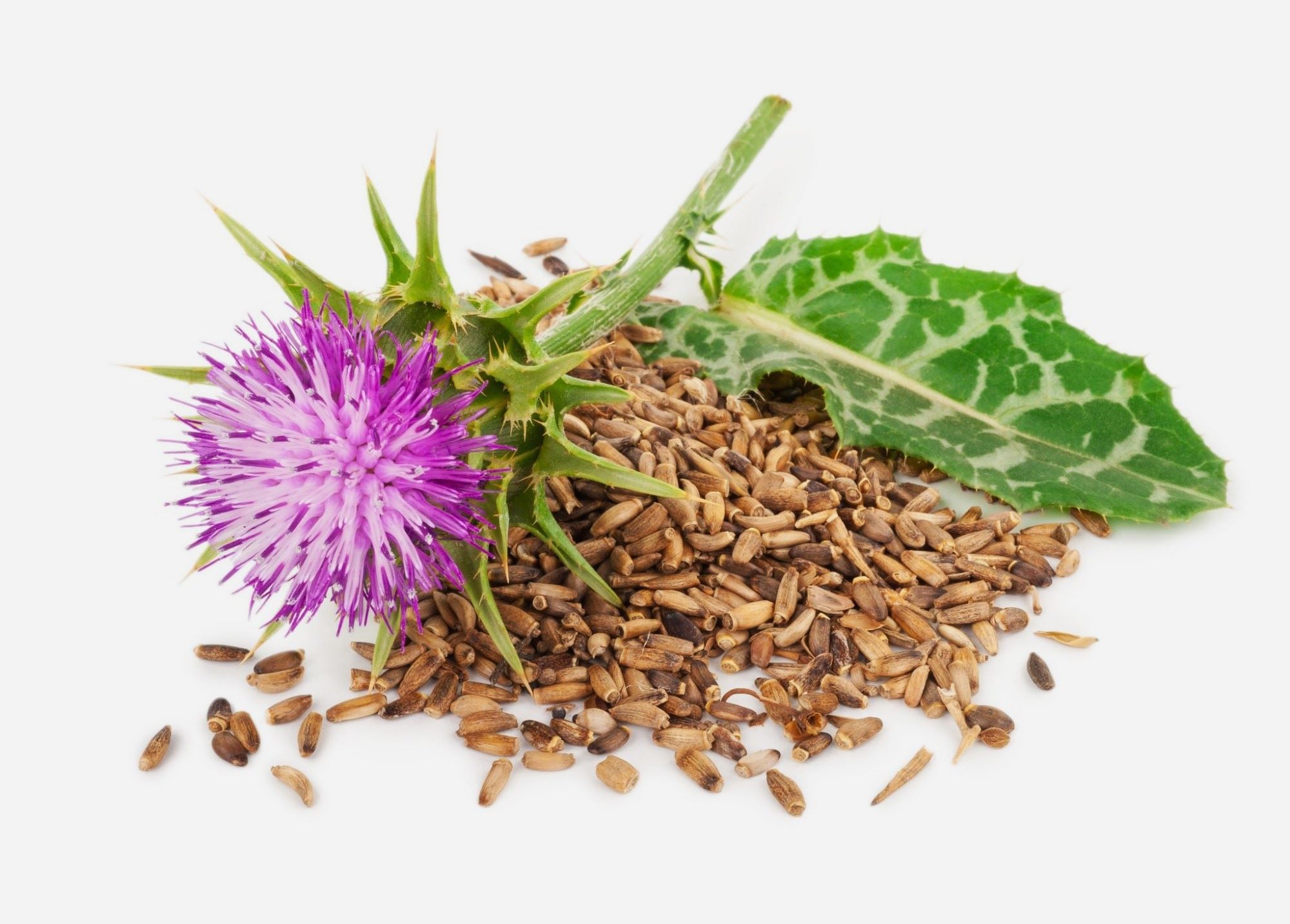 How To Use Milk Thistle Seeds For Tea