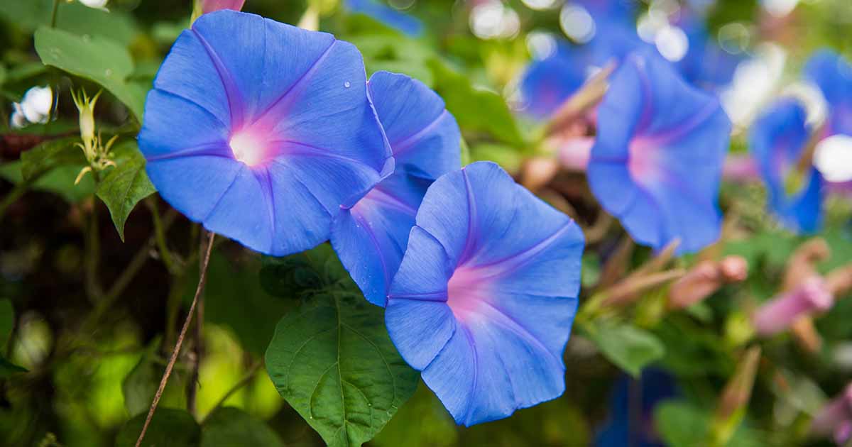 How To Use Morning Glory Seeds