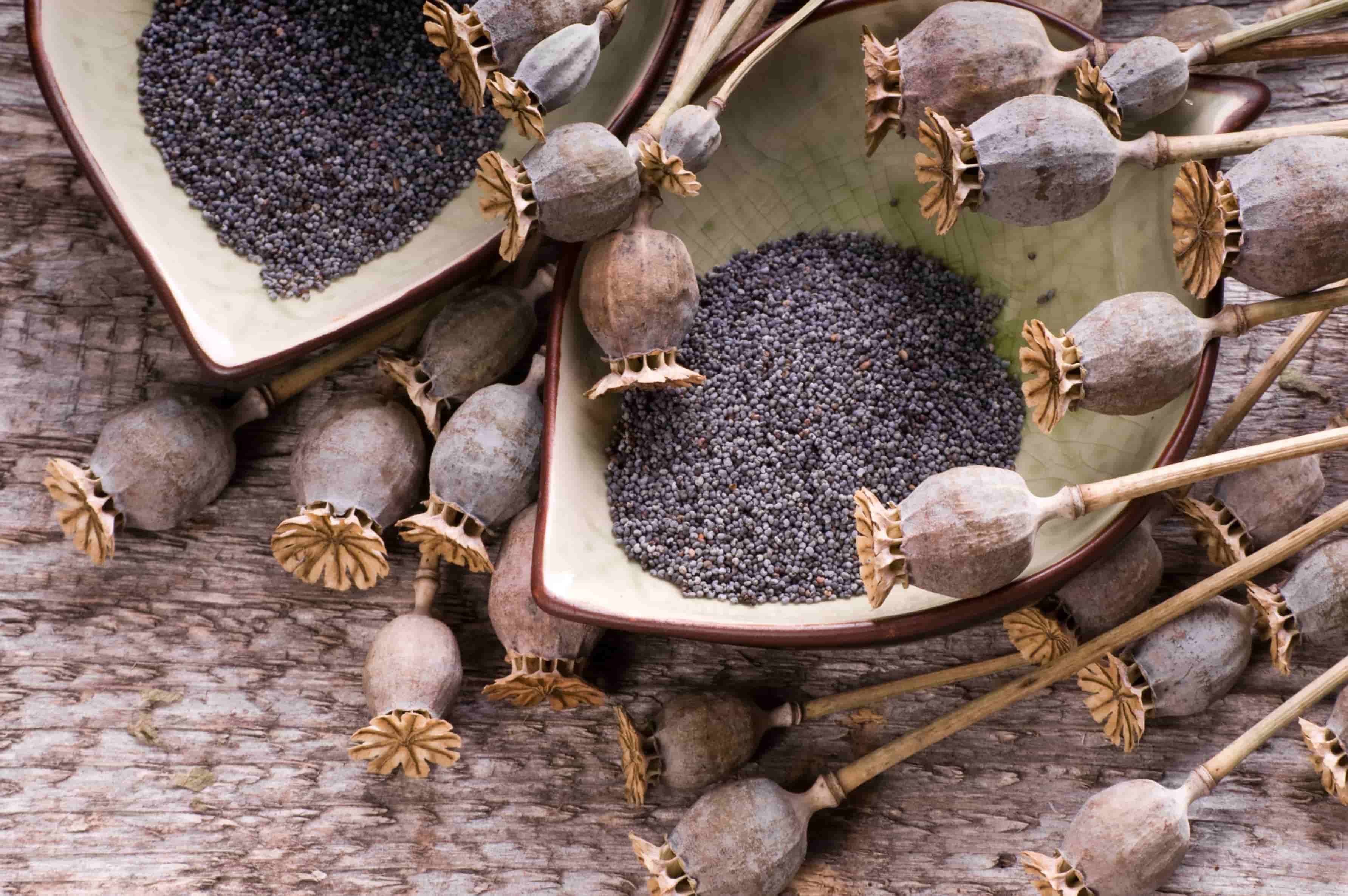How To Make Poppy Seed Tea For Pain Storables