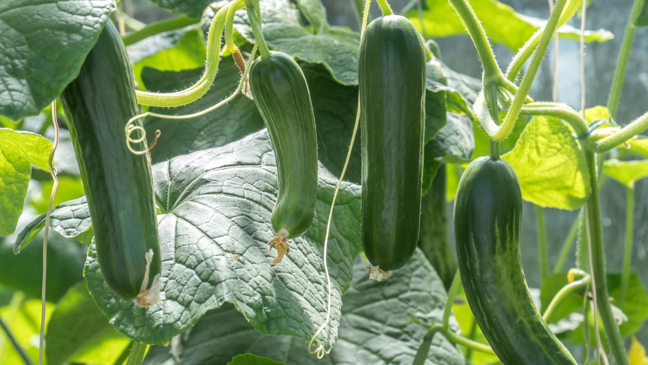 How To Vertical Garden Zucchini