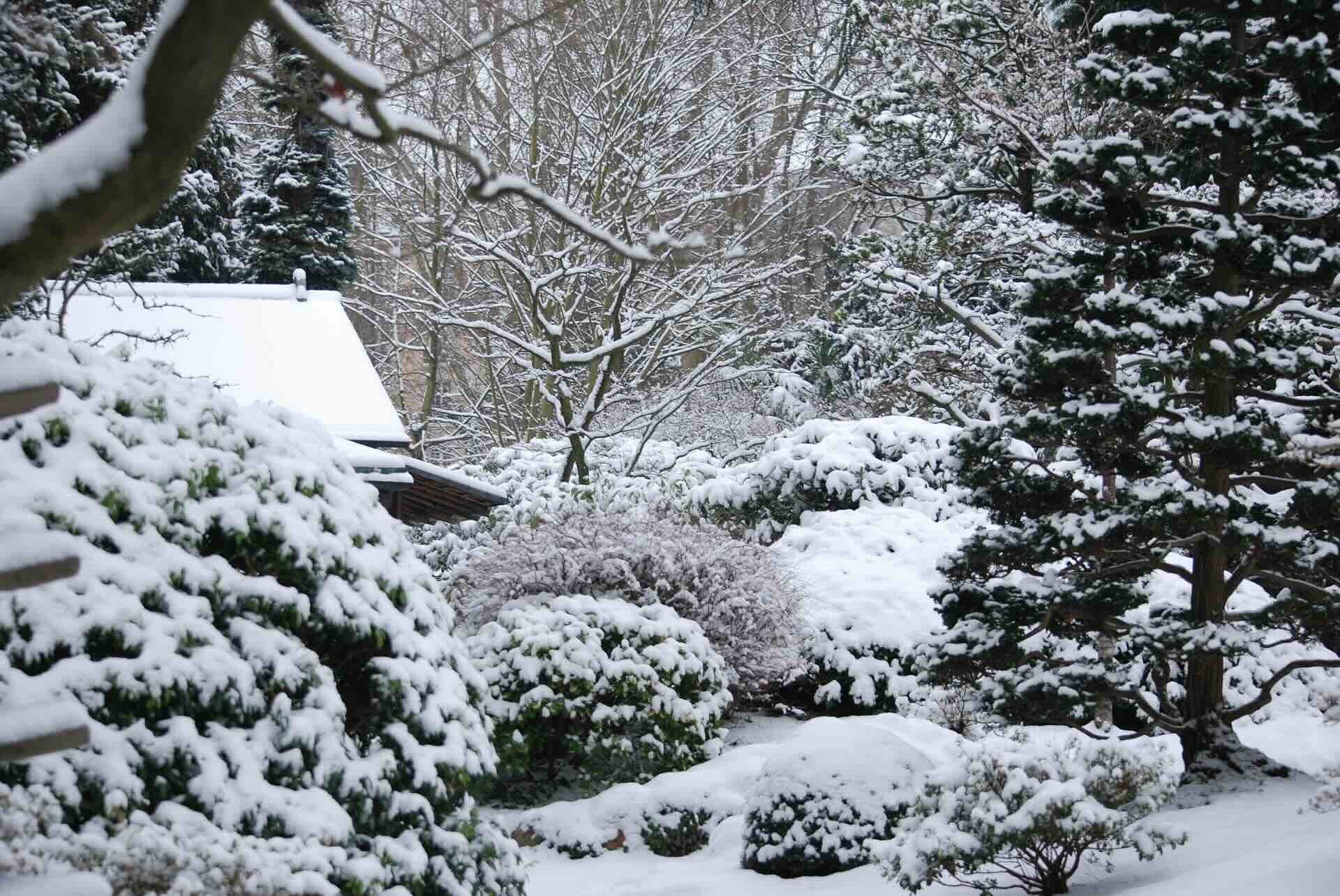 How To View Greenery During Winter