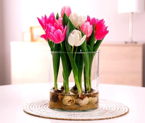 Indoor Pre-Chilled Tulip Bulbs