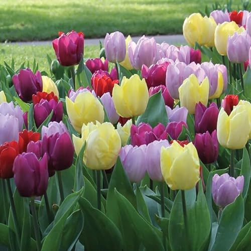 Purple & Yellow Triumph Tulip Mix - 14-Pack - Easy to Grow Fall Flowers