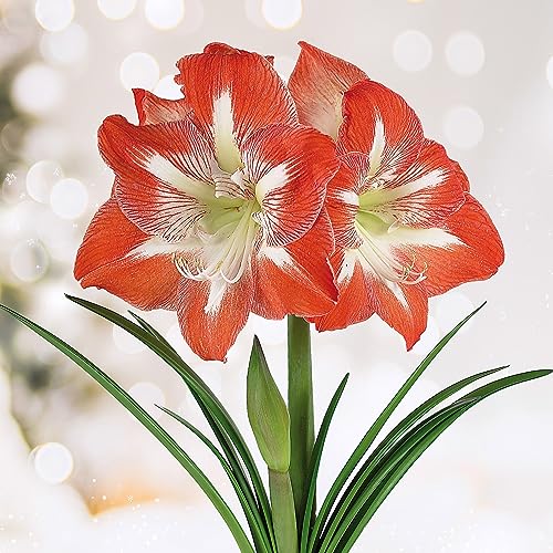 Minerva Amaryllis Flower Bulbs