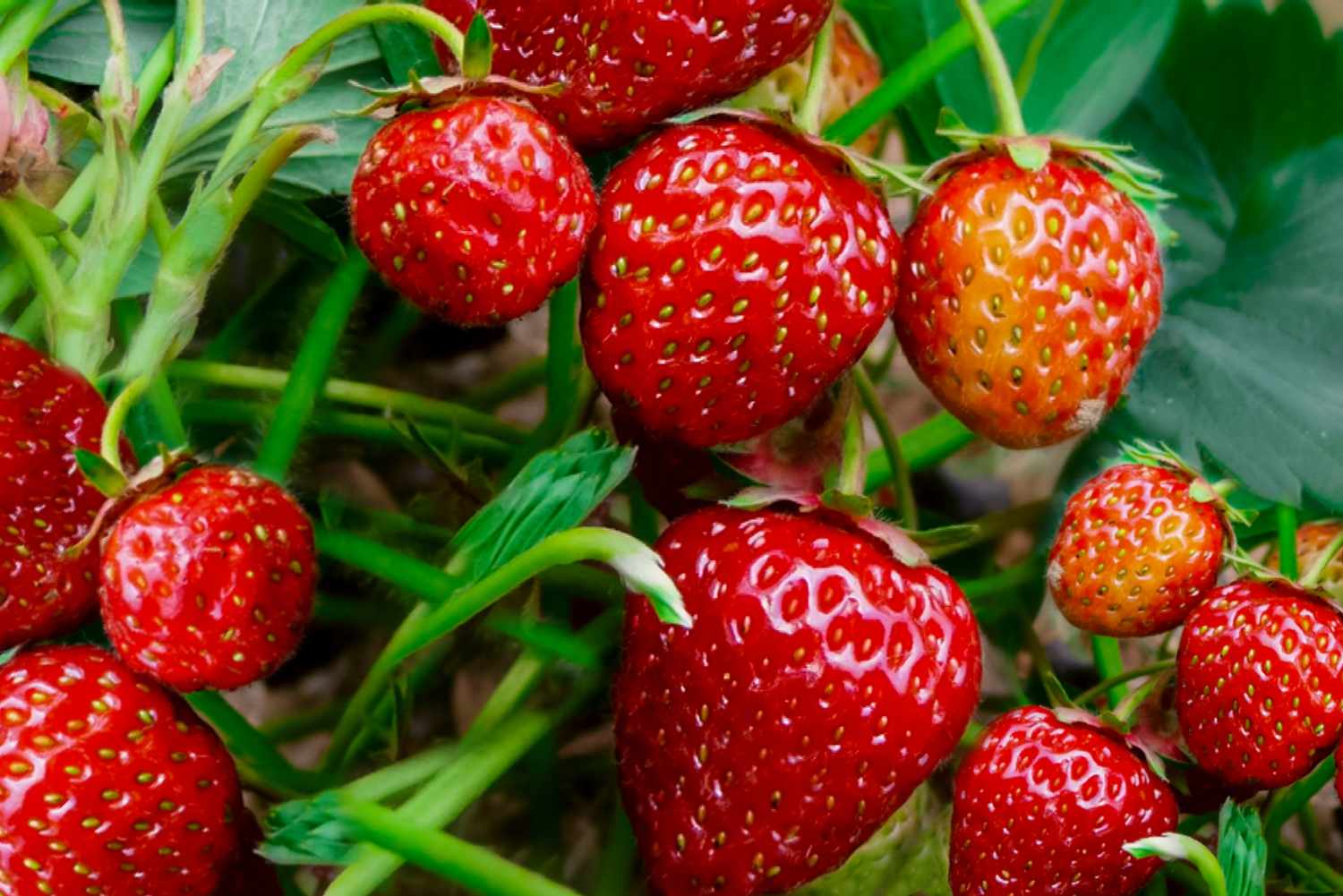 On Average How Many Seeds Are On A Strawberry