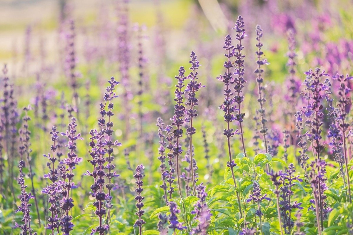 Purple Wildflower Whose Leaves Look Like Lavender