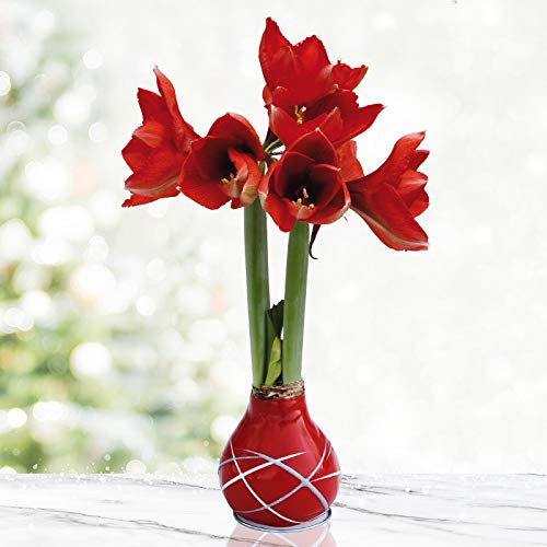 Red Picasso Waxed Amaryllis Bulb with Stand: Real Blooming Indoor Flowers