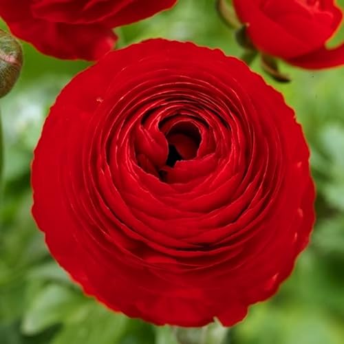 Red Ranunculus Bulbs