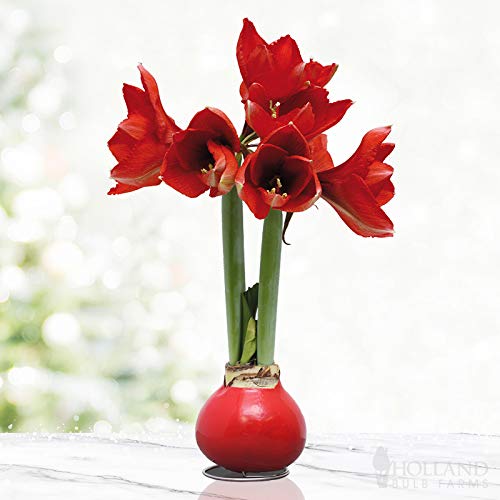 Red Waxed Amaryllis Flower Bulb with Stand
