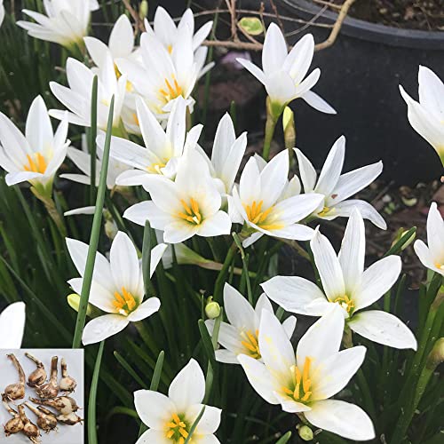 Snowdrops Bulbs Collection