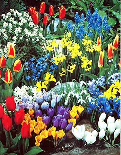 Spring Flower Bulb Garden - 50 Bulbs for Continuous Blooms