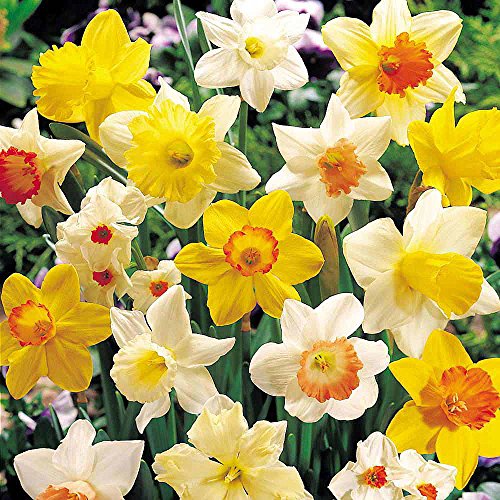 Sunshine Narcissus Mix Bulbs