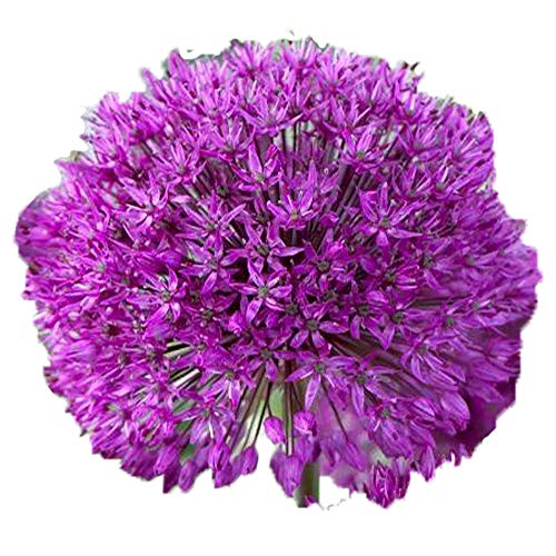 UtopiaSeeds Purple Sensation Allium Bulbs