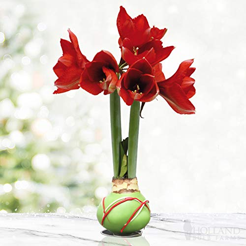 Waxed Amaryllis Flower Bulb