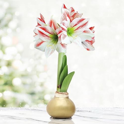 Waxed Amaryllis Flower Bulb