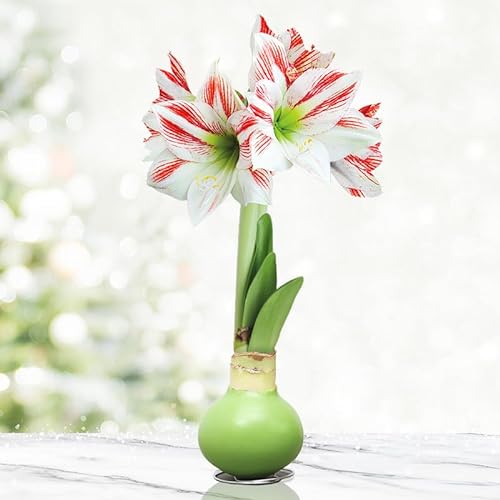 Waxed Amaryllis Flower Bulb with Stand