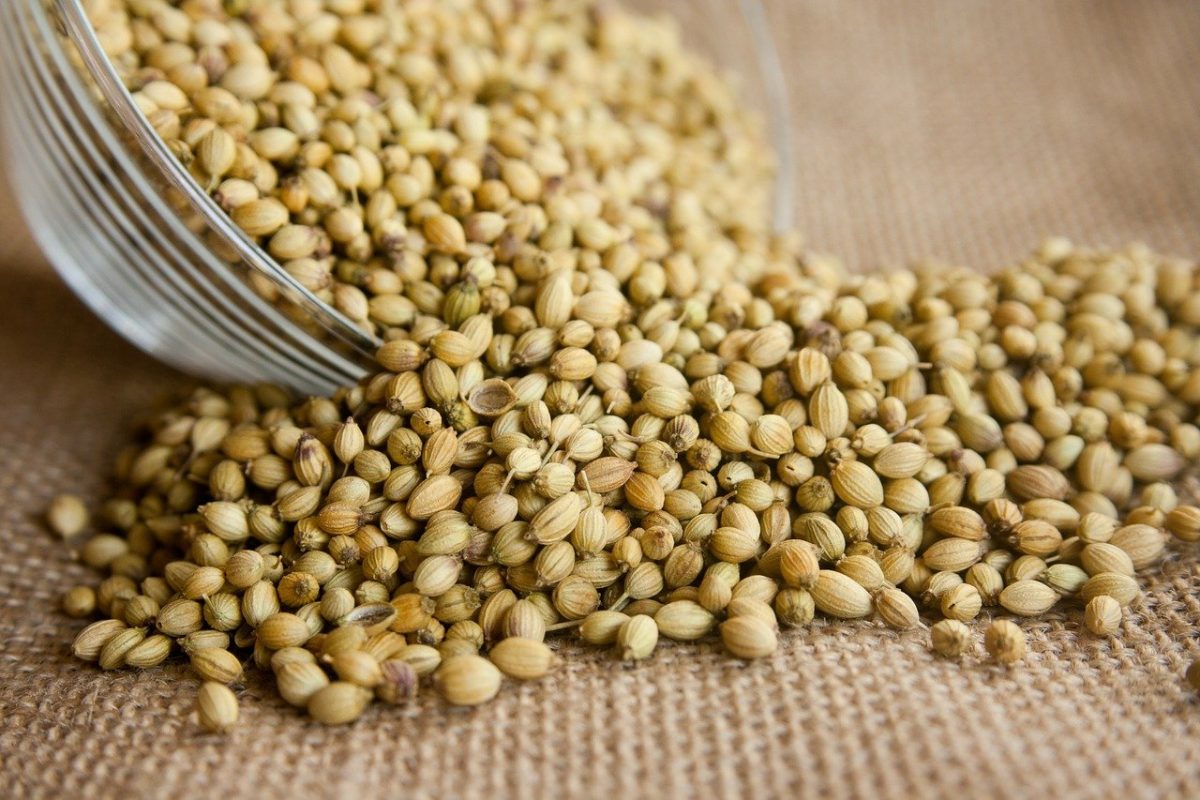 What Are Coriander Seeds Used For