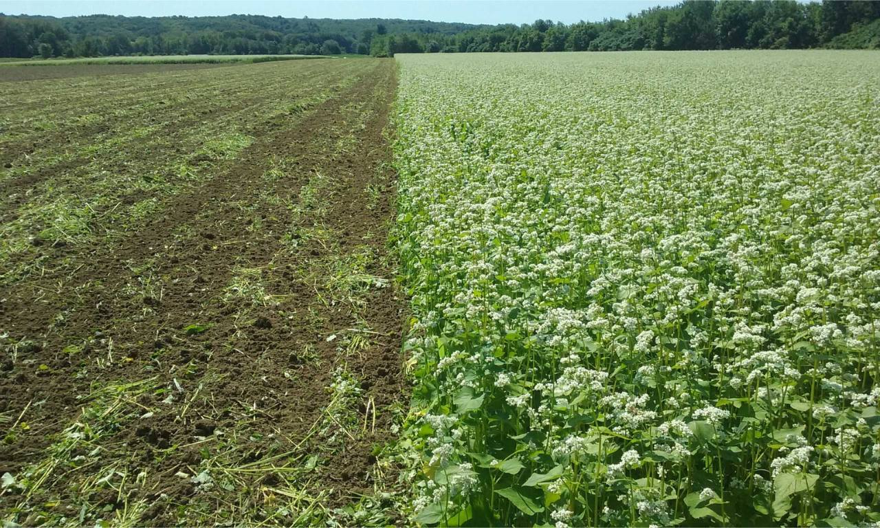 What Are Cover Crops And Crop Rotation?