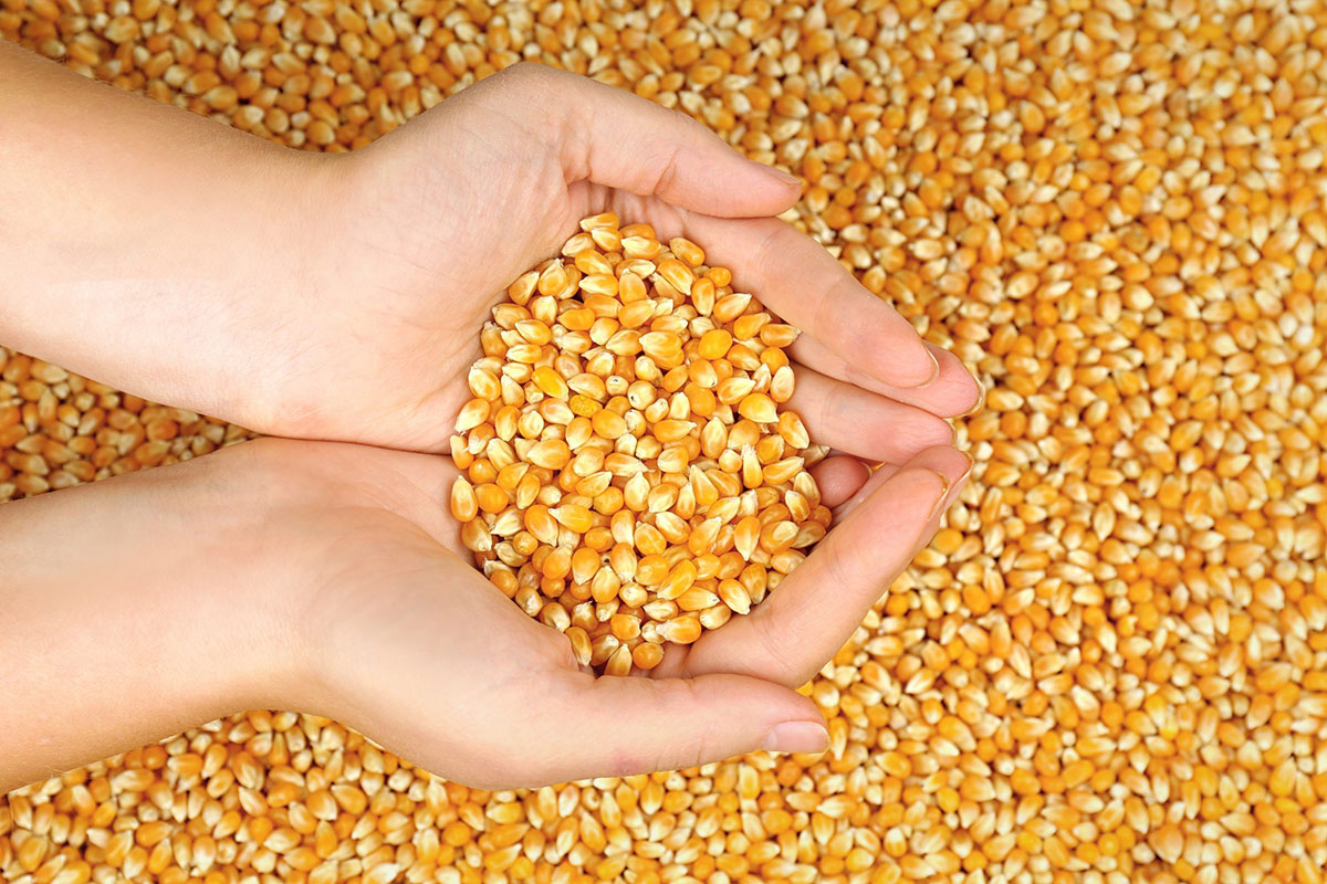 What Are GMO Seeds