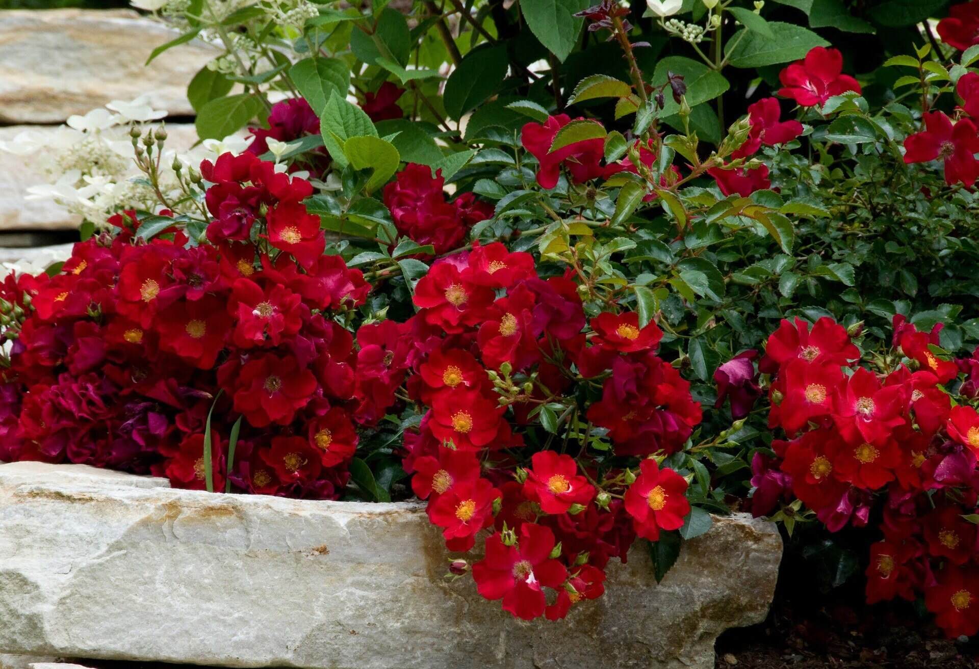 What Are Groundcover Roses