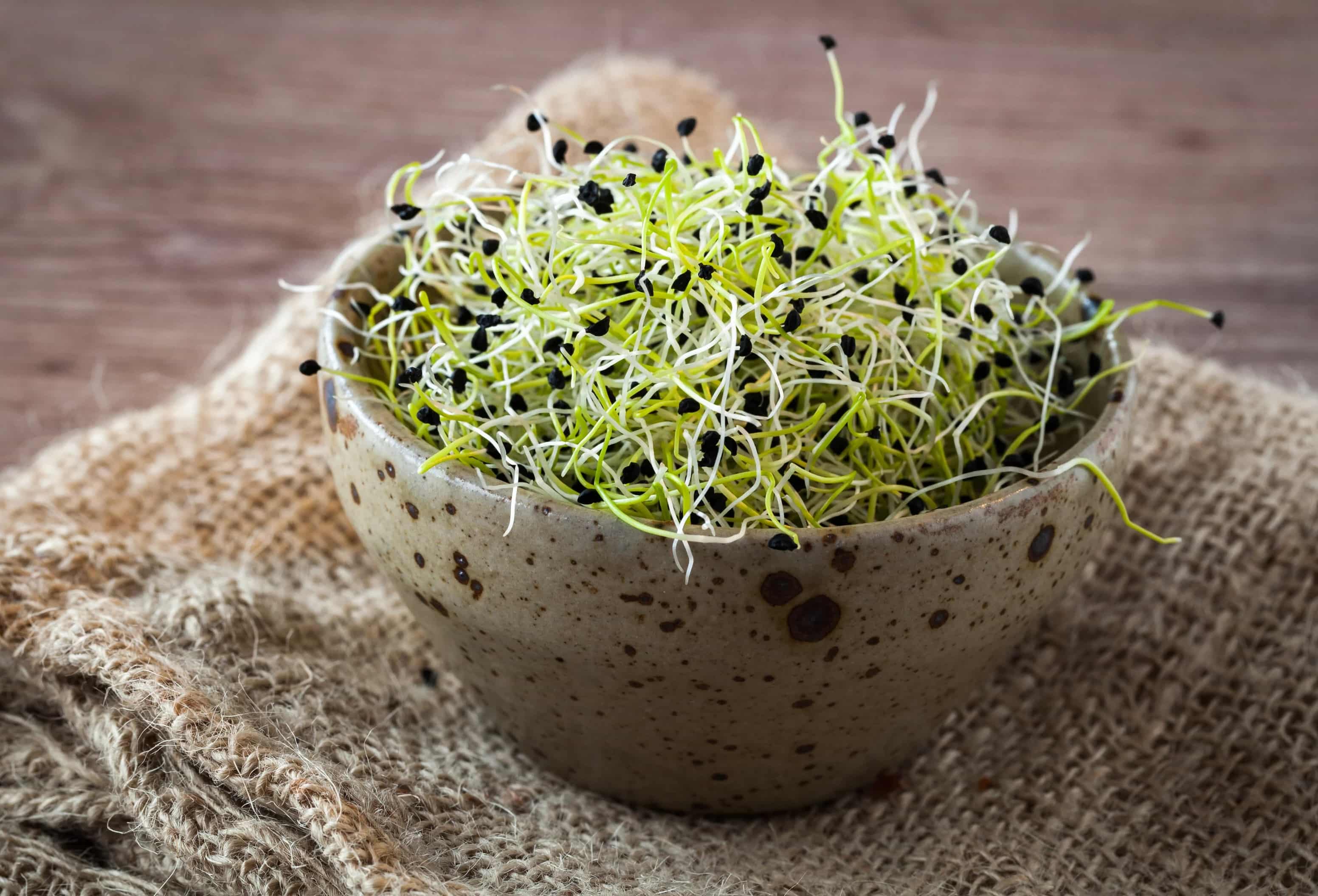 What Are Microgreen Seeds