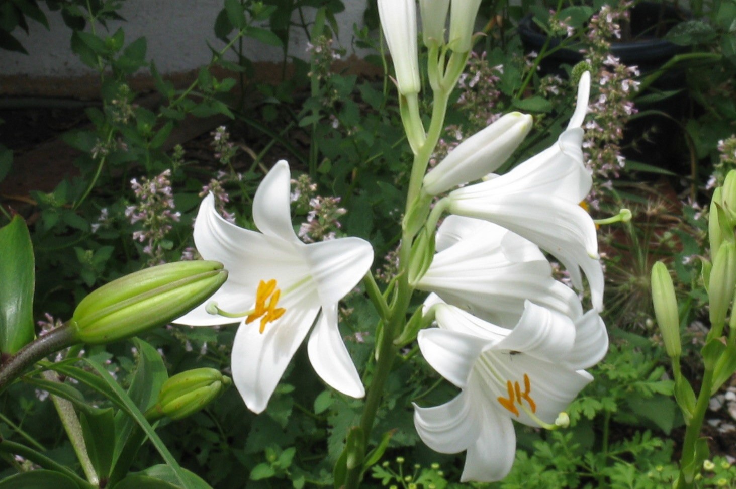 What Are Seeds In Lily Bloom