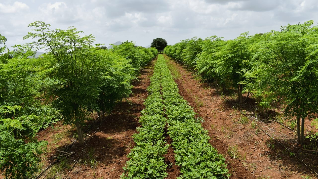 What Are The Advantages Of Intercropping And Crop Rotation