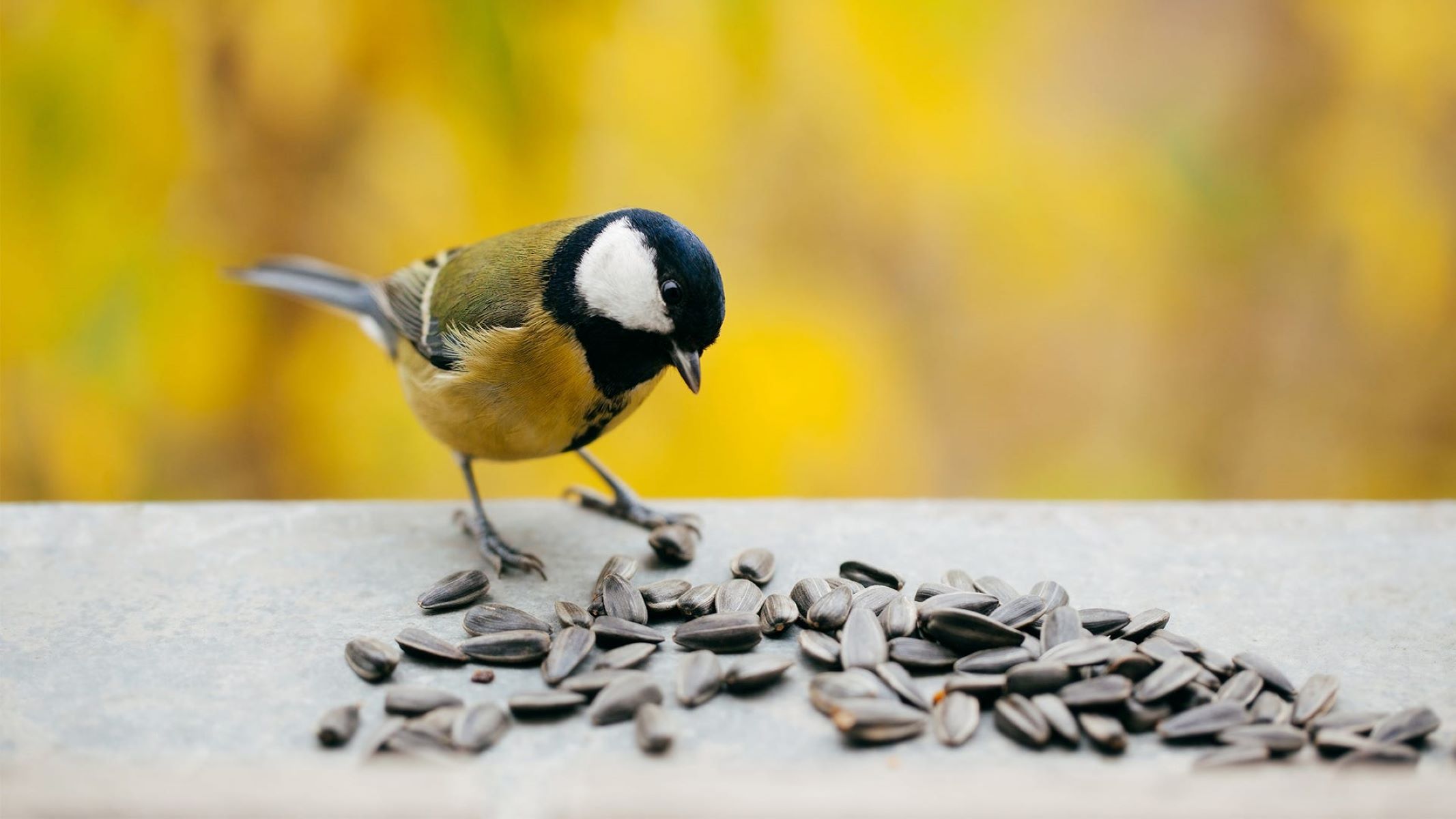 What Birds Eat Seeds