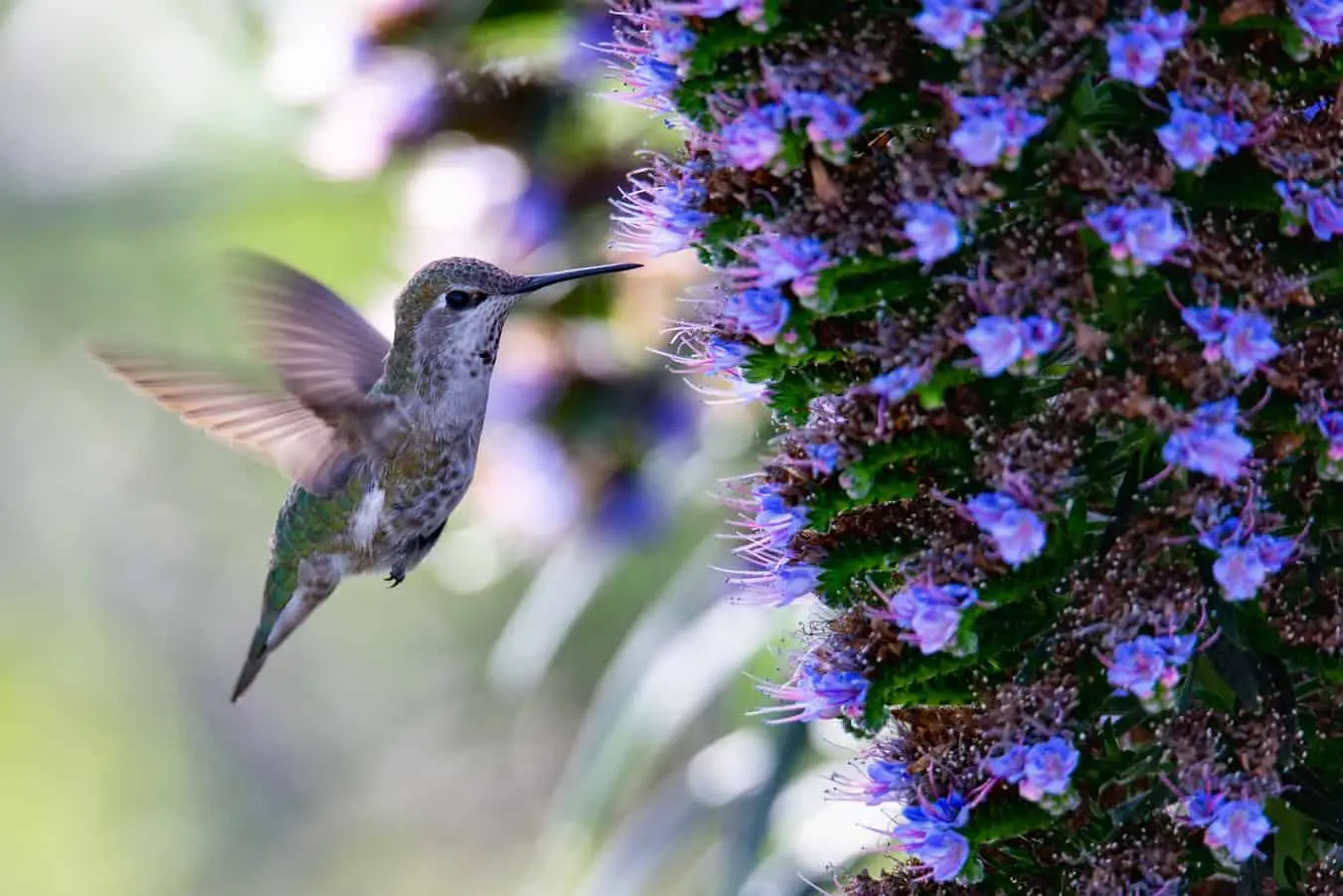 What Ca Native Wildflower Do Hummingbirds Live