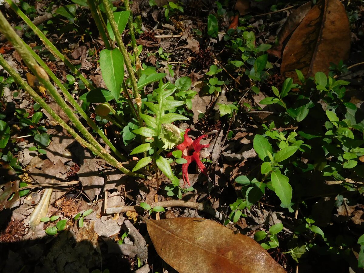 What Can Be Found At The Herbert Bluethenthal Memorial Wildflower Preserve At UNC-W?