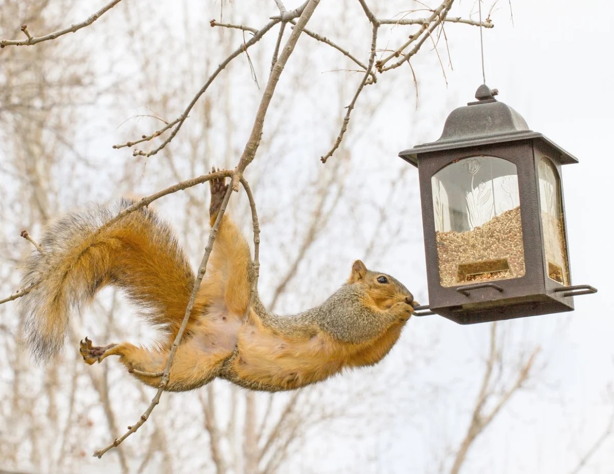 What Can You Put In Bird Seed To Keep Squirrels Away