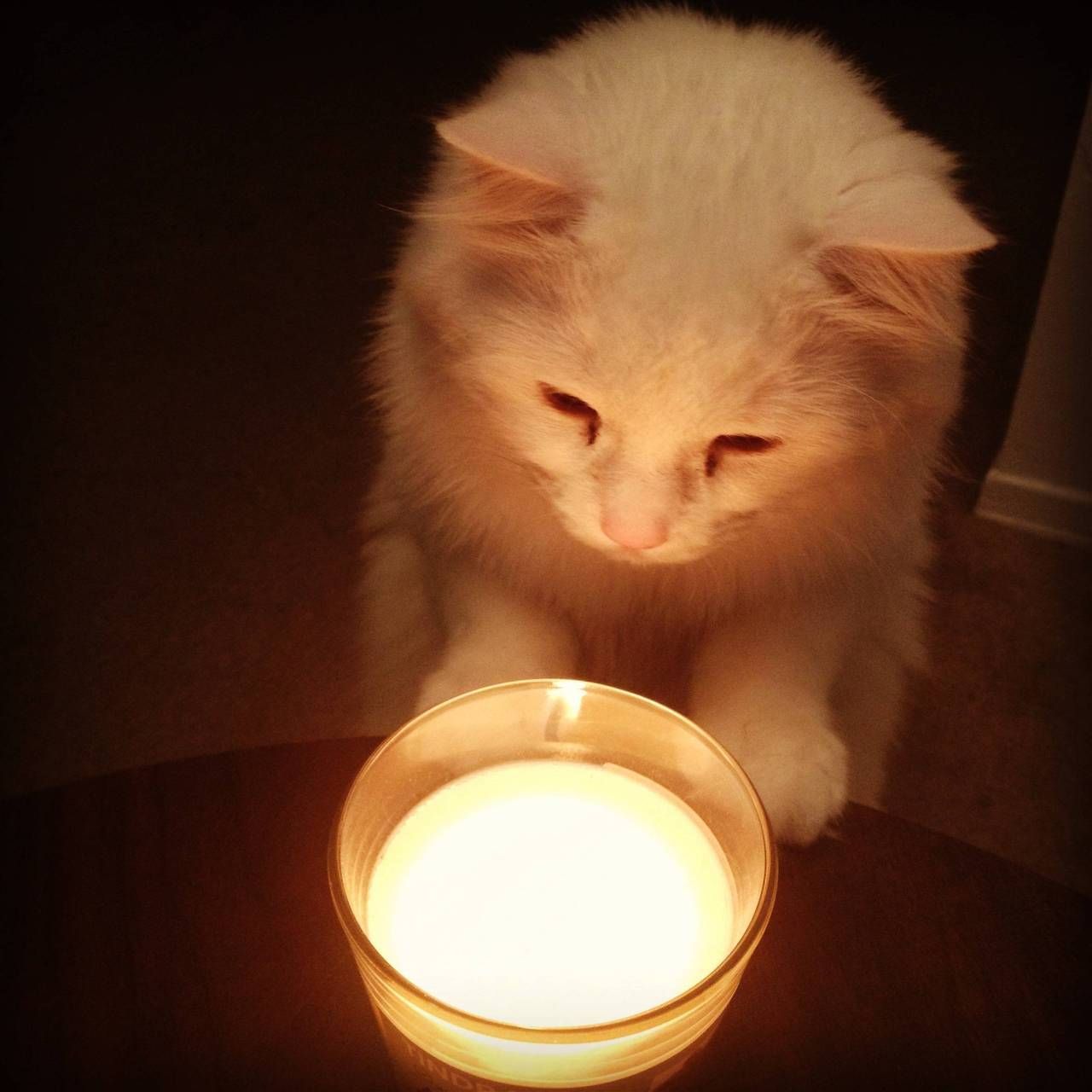 What Candles Are Safe For Cats