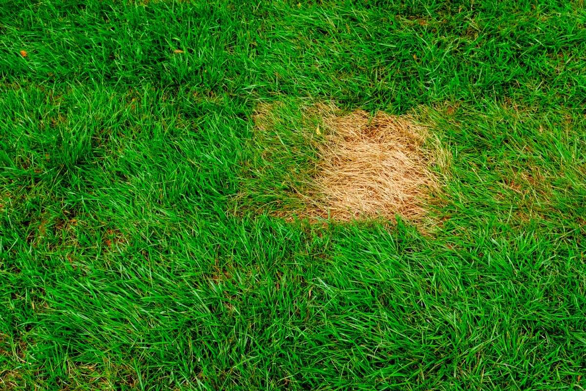 What Causes Brown Spots On Lawns