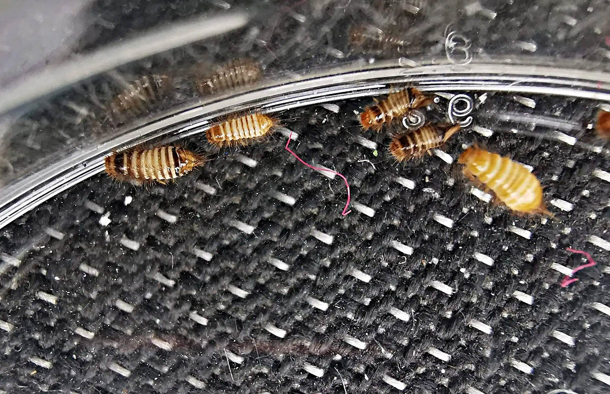 Carpet Beetle vs Bed Bug