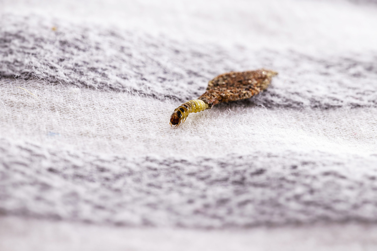 What Causes Carpet Moths