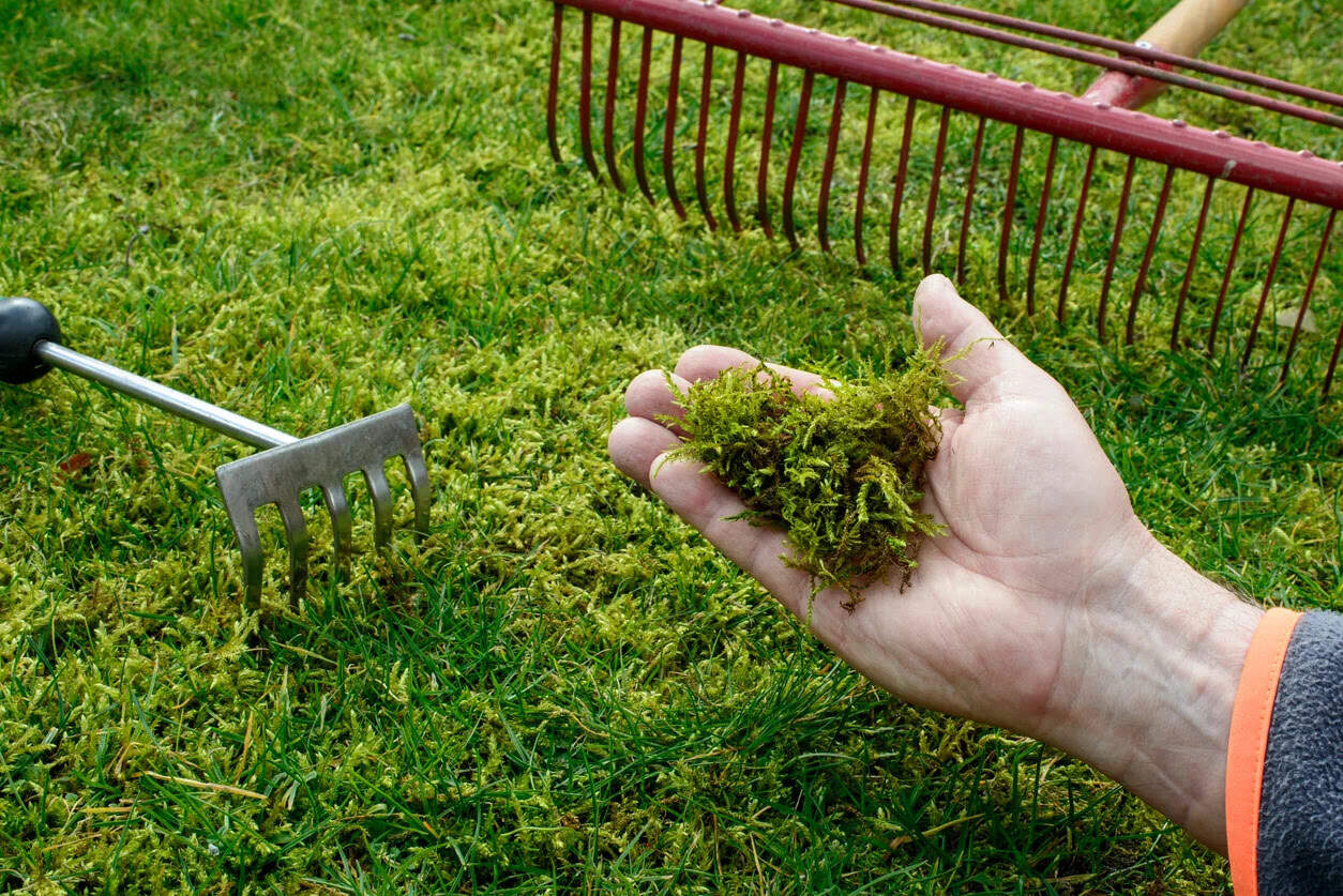What Causes Moss On Lawns