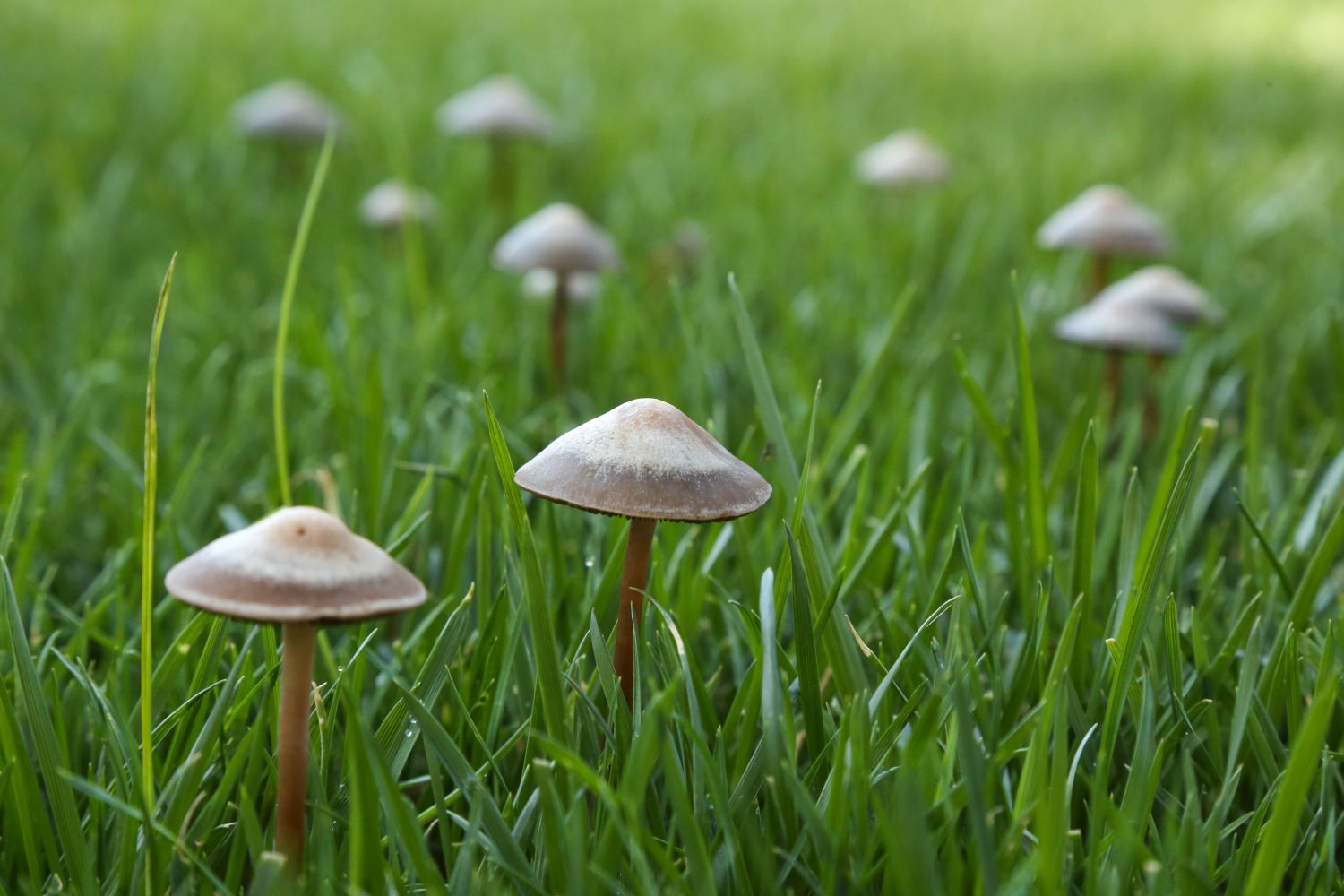 What Causes Mushroom Growth In Lawns