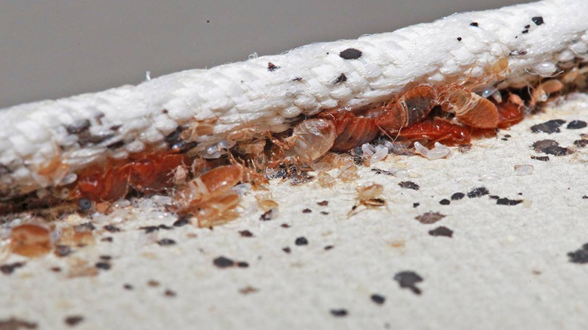 What Do Bed Bugs Look Like In A Mattress