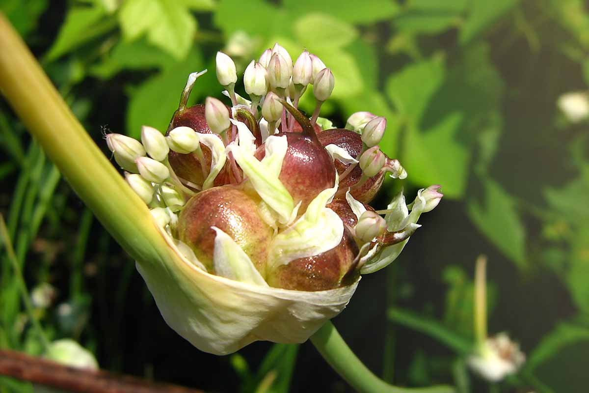 What Do Garlic Seeds Look Like