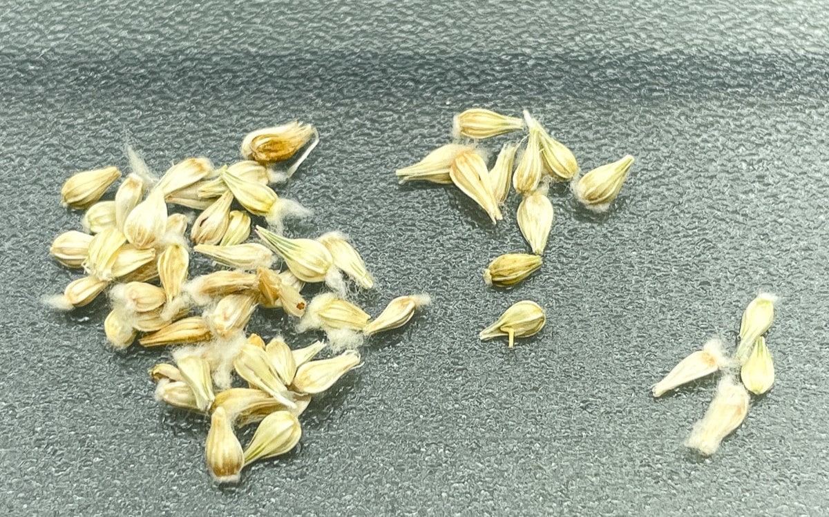 What Do Gomphrena Seeds Look Like
