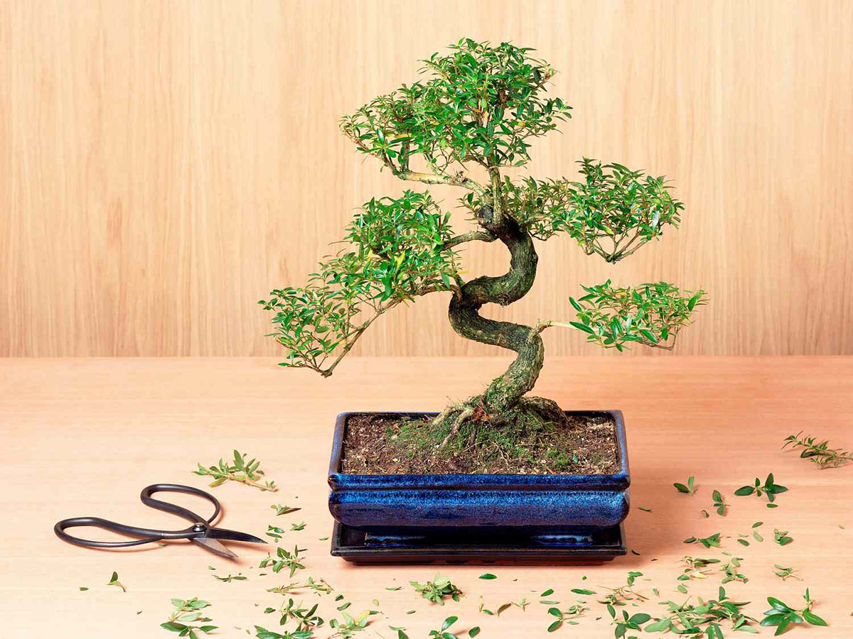 What Do It Mean To Germinate Bonsai Trees