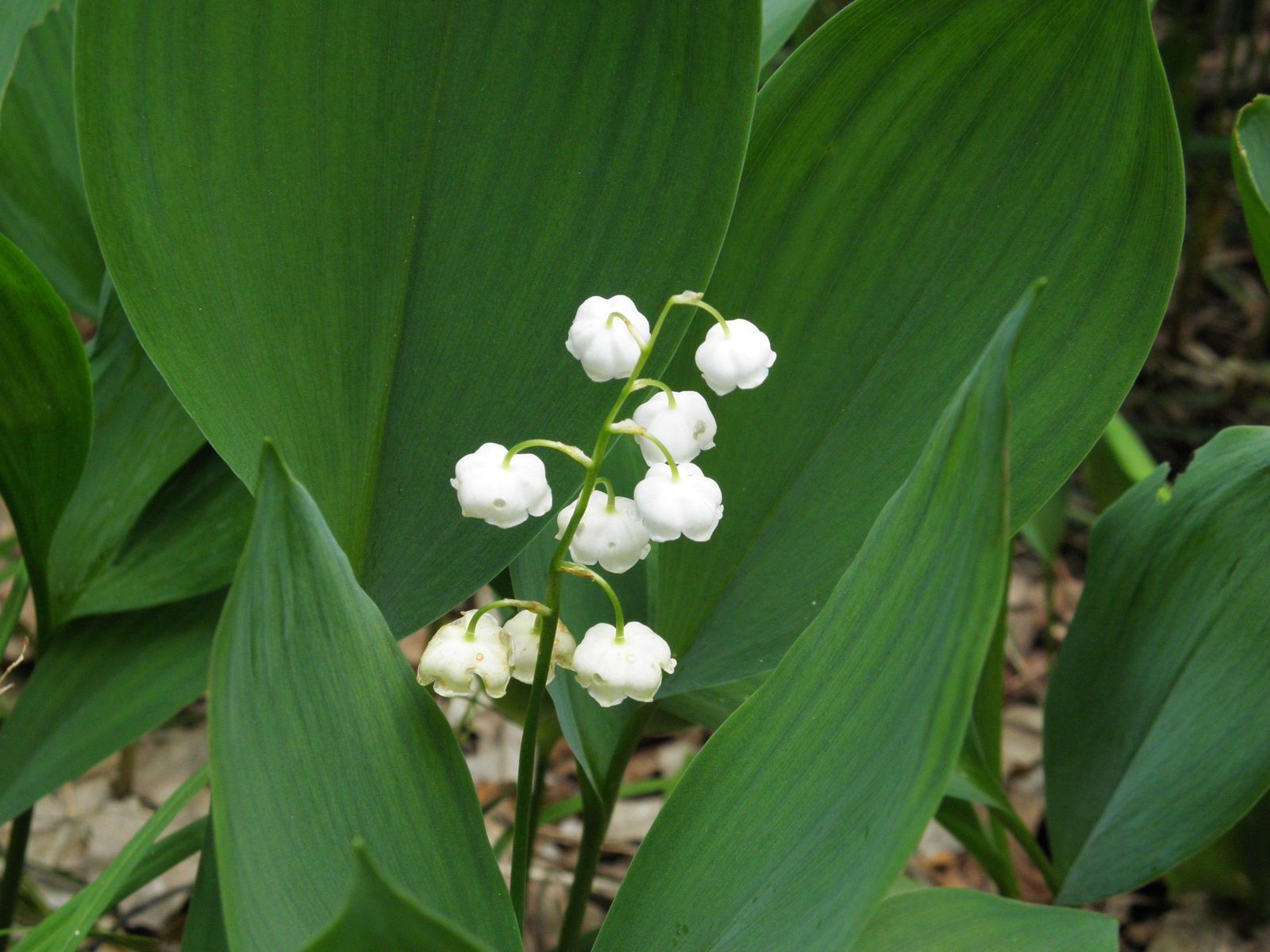 What Do Lily Of The Valley Seeds Look Like
