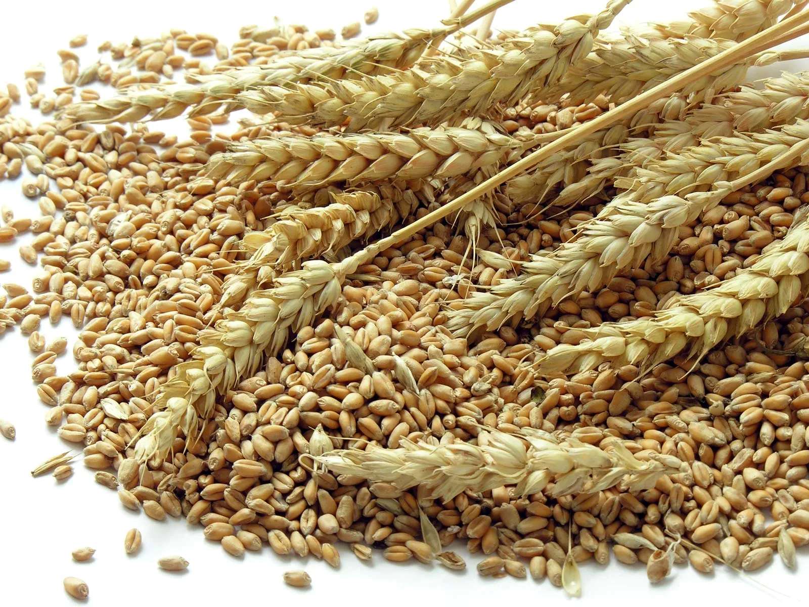What Do Wheat Seeds Look Like