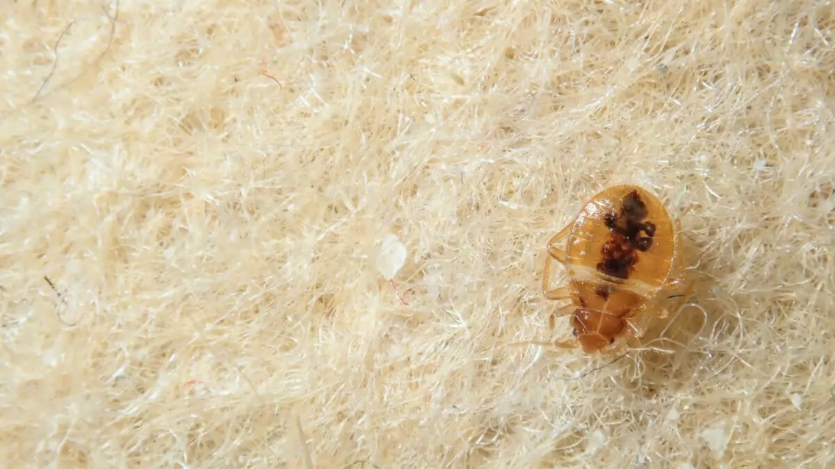 What Does A Bed Bug Look Like
