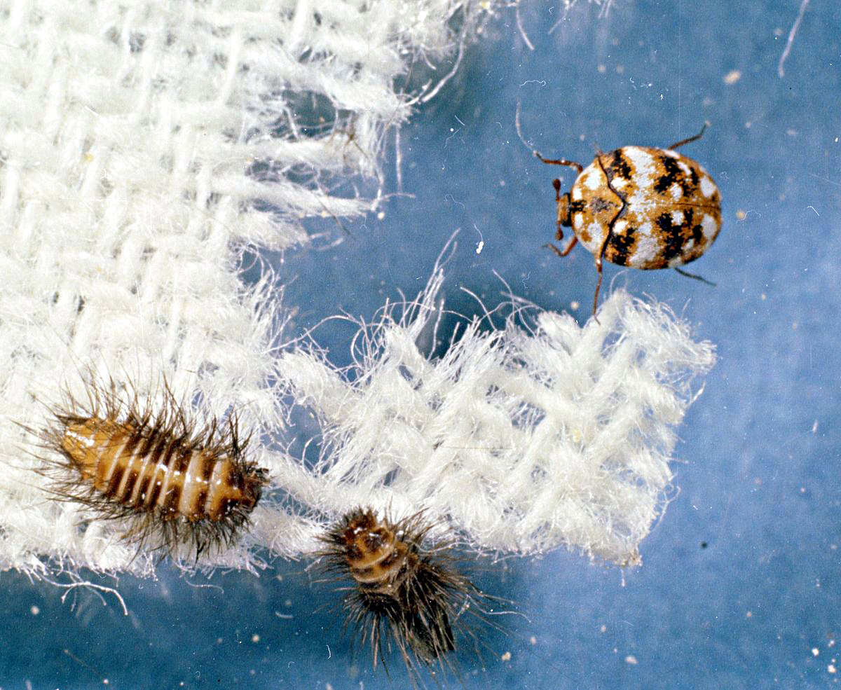 What Does A Carpet Beetle Larvae Look Like